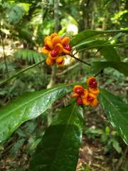 Pittosporum rubiginosum