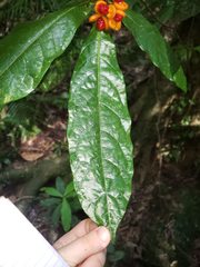 Pittosporum rubiginosum