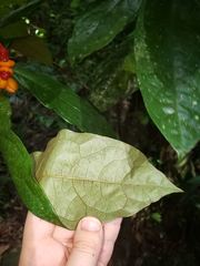 Pittosporum rubiginosum