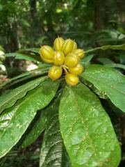 Pittosporum rubiginosum