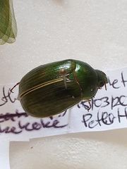 Stethaspis suturalis