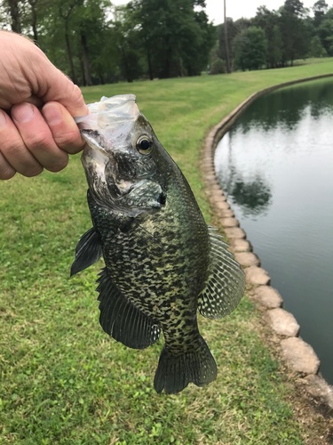 White Crappie