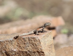 Liolaemus monticola
