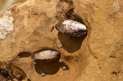 Semimytilus patagonicus