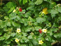 Hibiscus tiliaceus pernambucensis