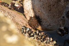 Caenocentrotus gibbosus