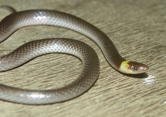 Enulius flavitorques