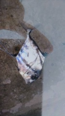 Alectis ciliaris