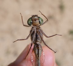 Zyxomma elgneri