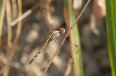 Erythrodiplax umbrata