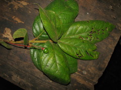 Ocotea macrophylla