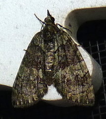 Hydriomena transfigurata