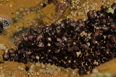 Perumytilus purpuratus image