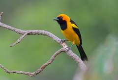 Icterus auricapillus