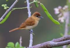 Pachyramphus homochrous
