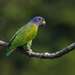 Blue-headed Parrot - Photo (c) Arman Moreno, some rights reserved (CC BY-NC), uploaded by Arman Moreno