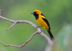 Icterus auricapillus