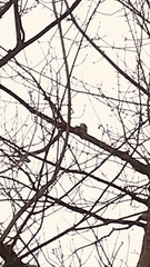 Melanerpes carolinus