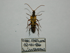 Evodinus monticola