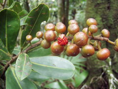 Ruyschia enervia