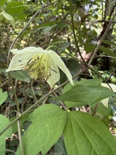 Clematis williamsii iNat (2)