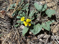 Viola purpurea integrifolia
