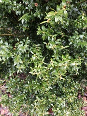 Buxus sempervirens