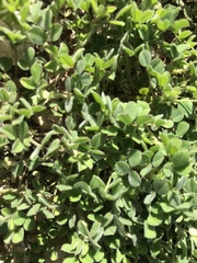 Medicago minima