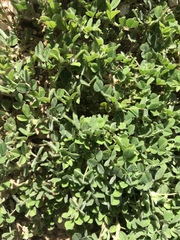 Medicago minima
