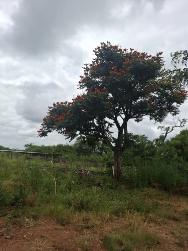 African tulip tree