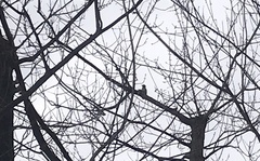 Melanerpes carolinus