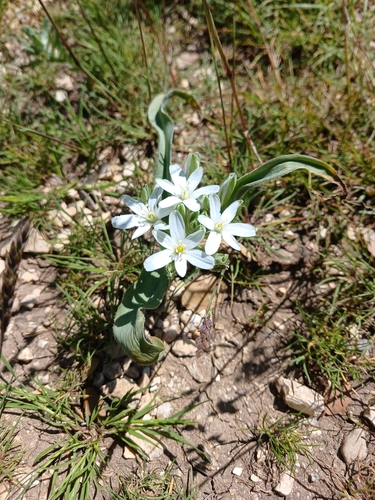 Ornithogalum neurostegium