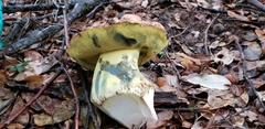 Butyriboletus