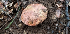 Butyriboletus