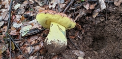 Butyriboletus
