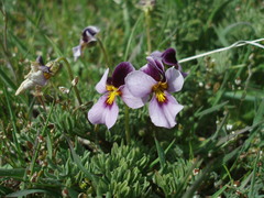 Viola beckwithii