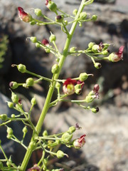 Scrophularia desertorum