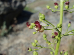 Scrophularia desertorum