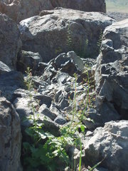 Scrophularia desertorum