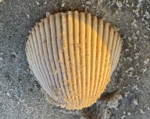Vepricardium multispinosum observed 2026-04-15