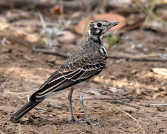 Pinarocorys nigricans