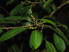 Sapium macrocarpum