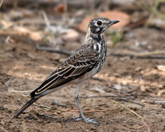 Pinarocorys nigricans