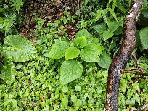 Cypholophus observed 2026-04-25