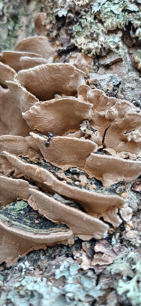 Phellinopsis conchata