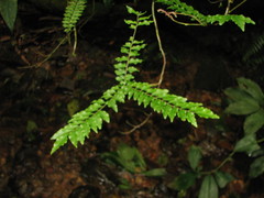 Picramnia antidesma