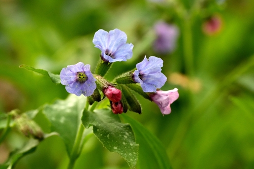 Lungwort