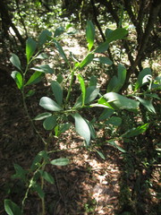 Acanthosyris spinescens