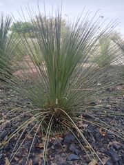 Dasylirion quadrangulatum