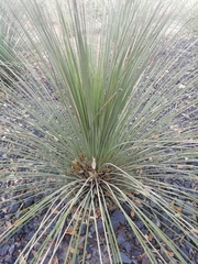 Dasylirion quadrangulatum